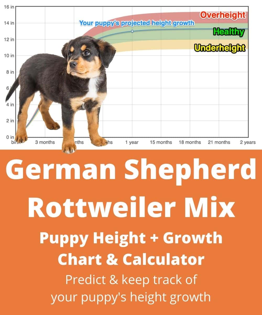 german-shepherd-rottweiler-mix Puppy height Growth Chart german-shepherd-rottweiler-mix Puppy height Growth Chart
